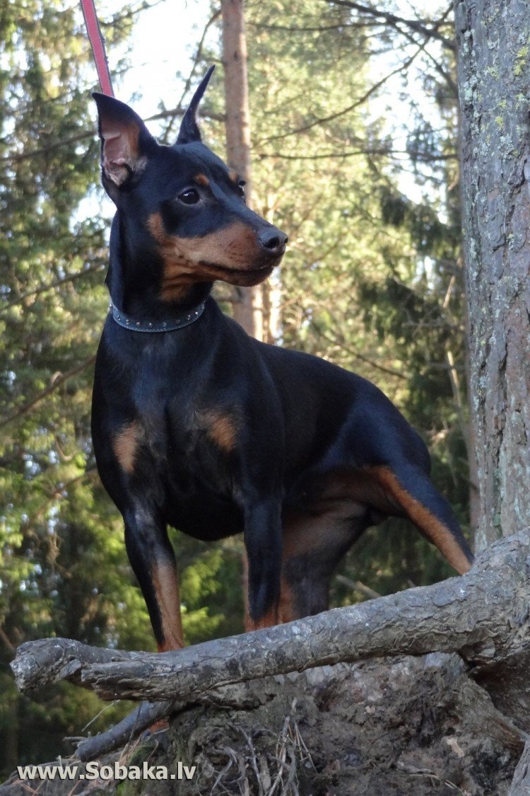 Немецкий карликовый пинчер