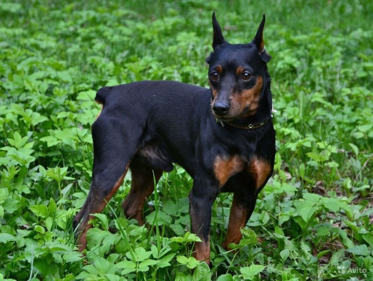 Карликовый Королевский Доберман пинчер