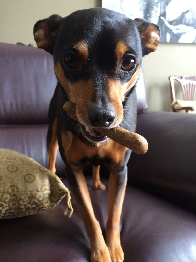 Мини Доберман-пинчер