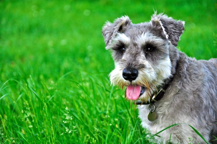 Порода собак Доберман