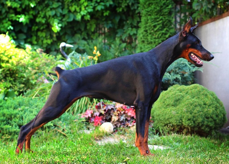 Фараонова собака мини