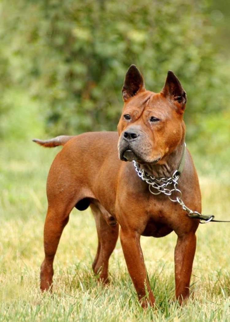 Собачки Доберман