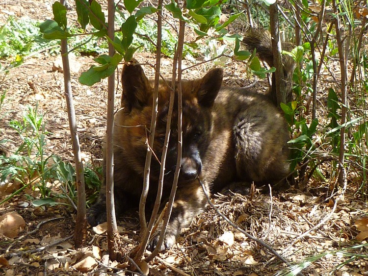 Собака Доберман