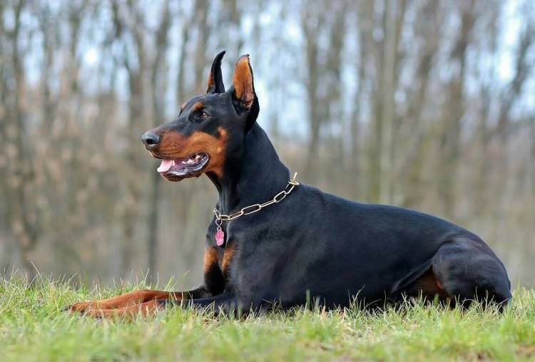 Собака ротвейлер