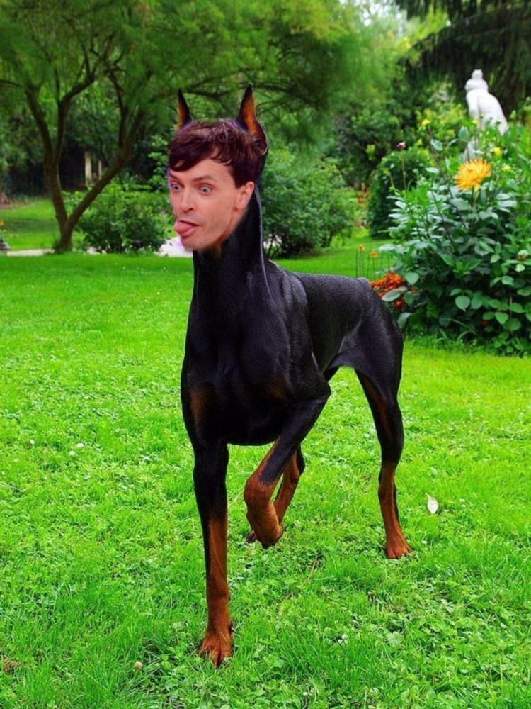 Доберман не купированый