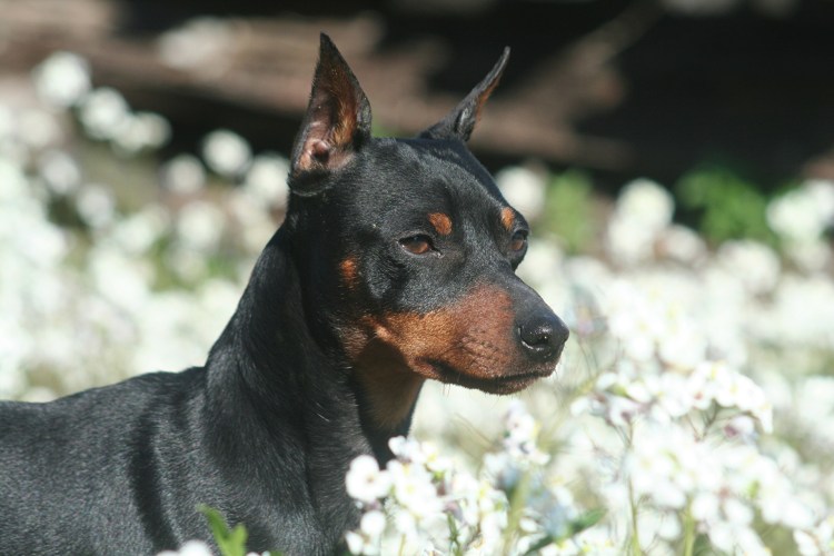 Порода ротвейлер