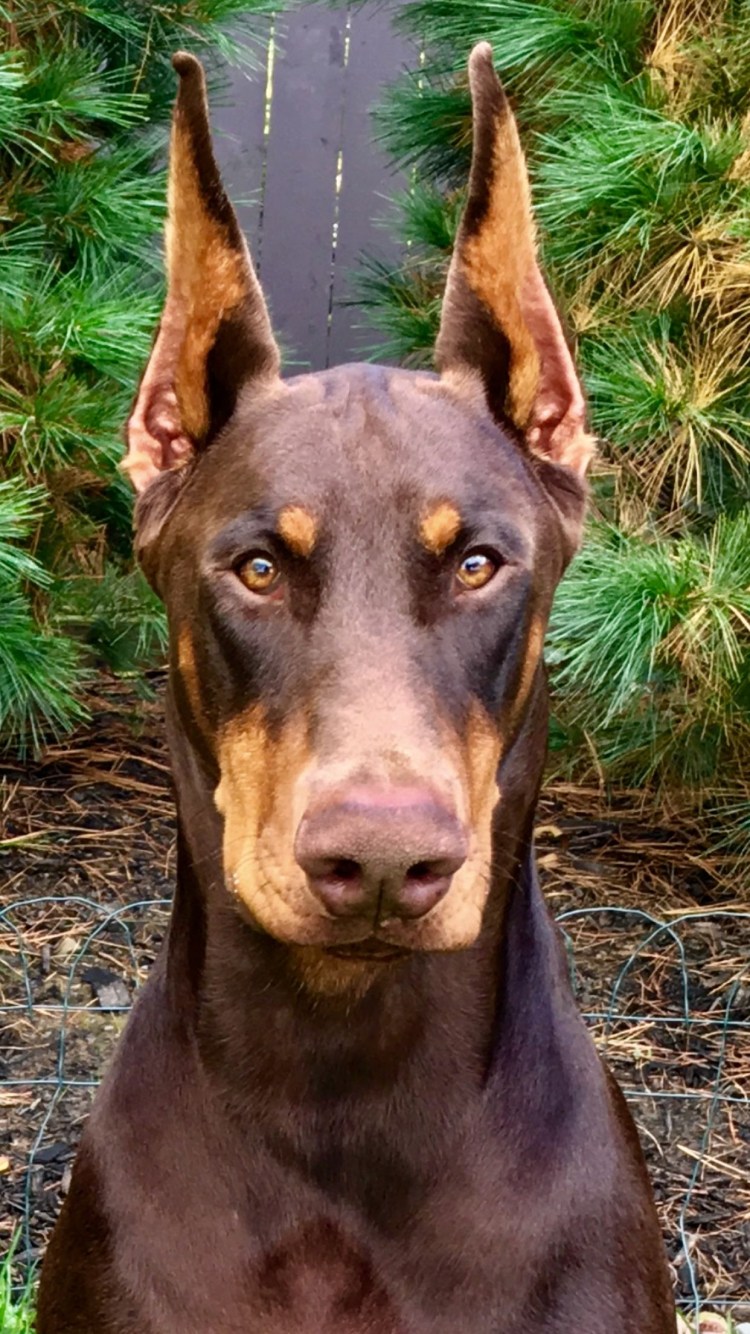 Порода собак Арлекин фото