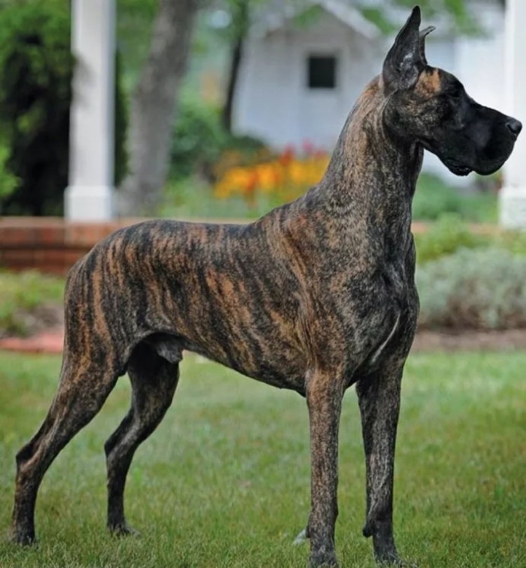 Карл Доберман