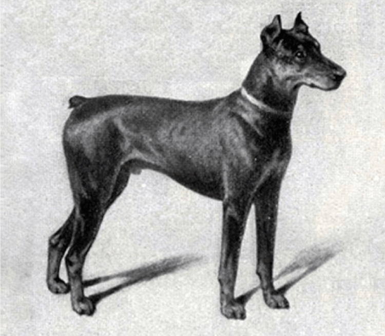 Порода фараон хаунд