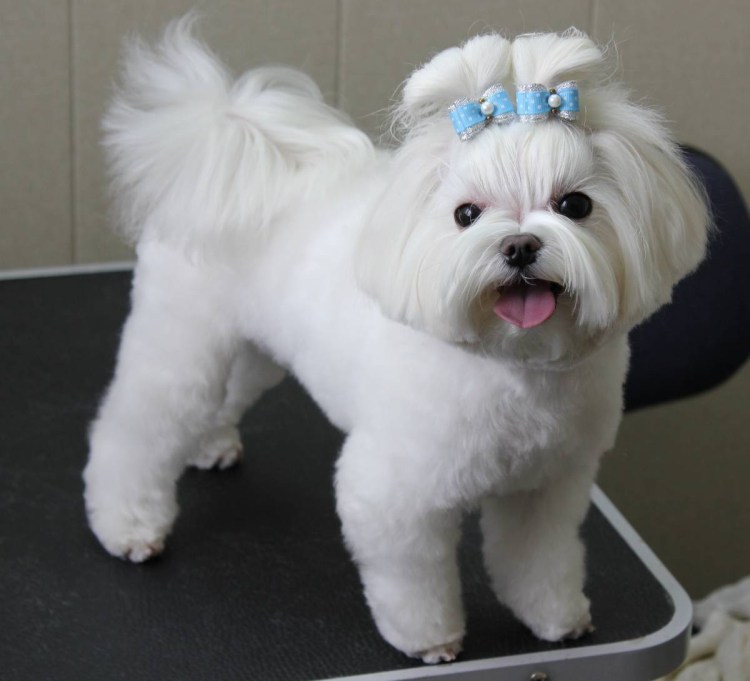 Мальтийская болонка стрижка корейская