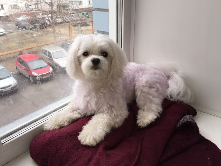 Болонка Мальтийская стриженая