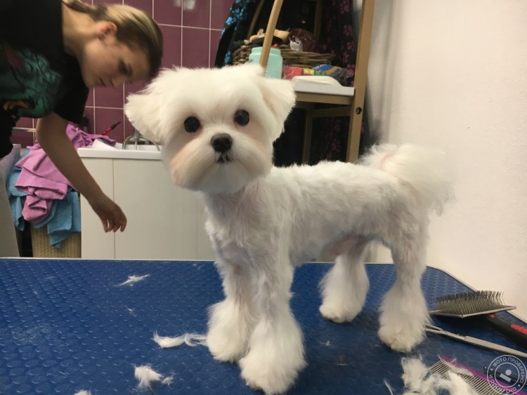 Мальтийская болонка стрижка