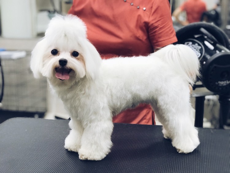 Болонка мальтезе стриженная