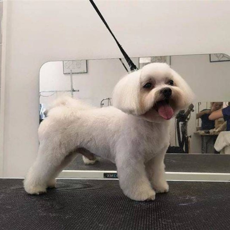 Бишон мальтезе