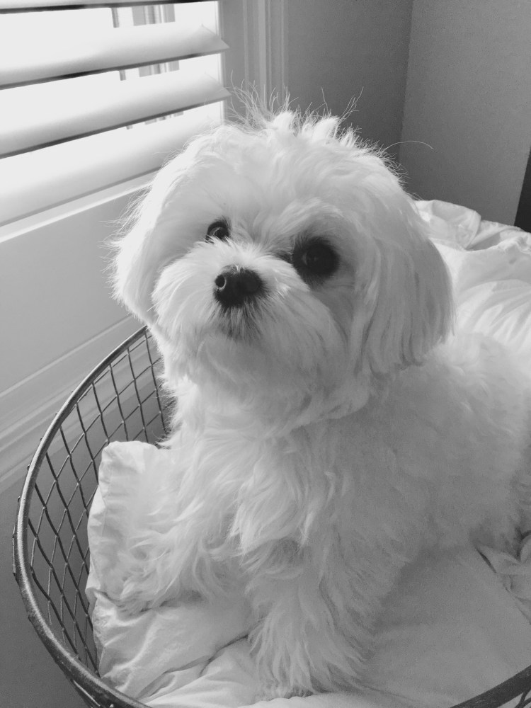 Мальтийская болонка груминг