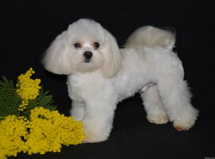 Мальтийская болонка подстриженная