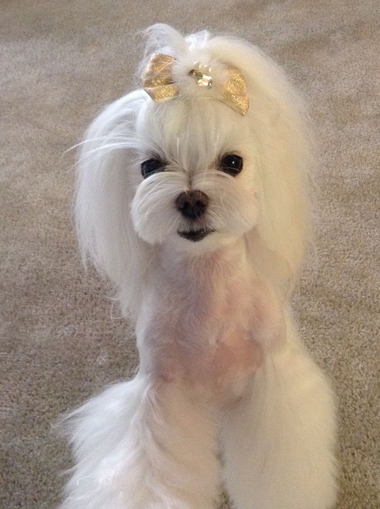 Мальтийская болонка стрижка