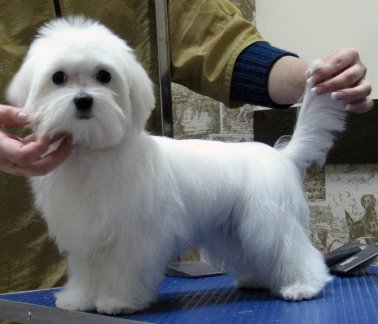 Болонка Болоньез стрижка