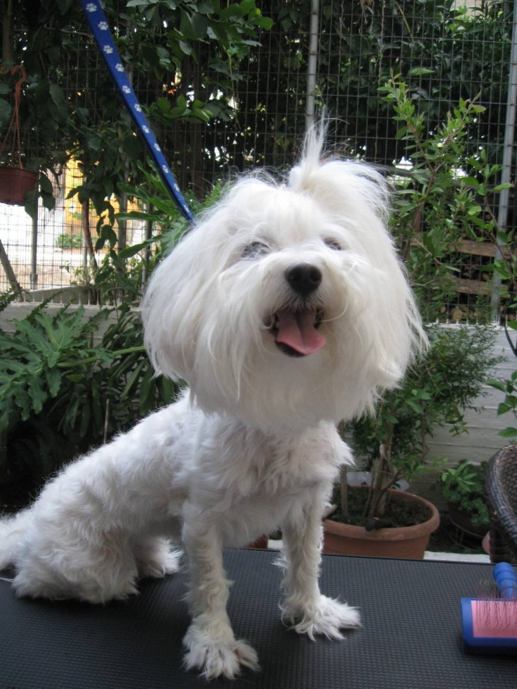 Мальтийская болонка стрижка