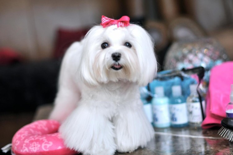 Мальтийская болонка стрижка