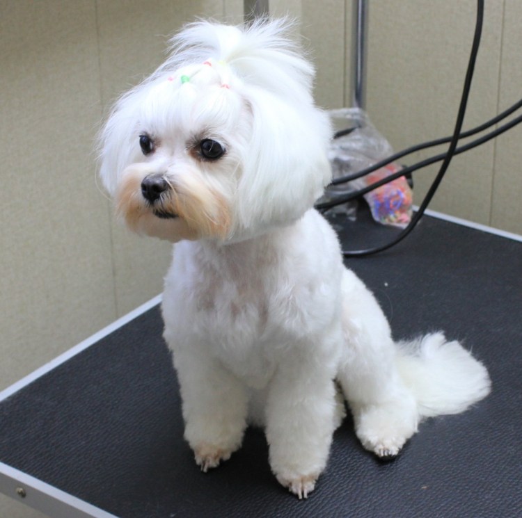 Болонка Болоньез черная