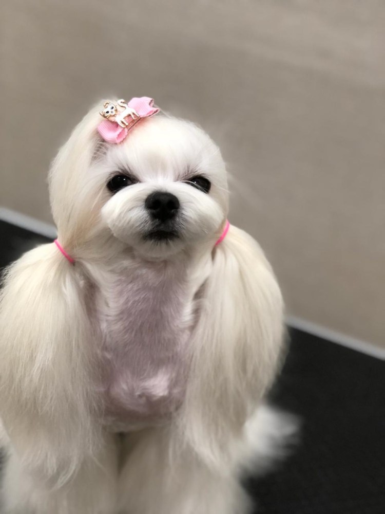 Гигиеническая стрижка мальтезе