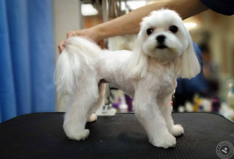 Гаванский Бишон стрижка