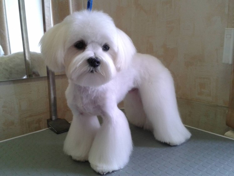 Мальтийская болонка мальтезе груминга