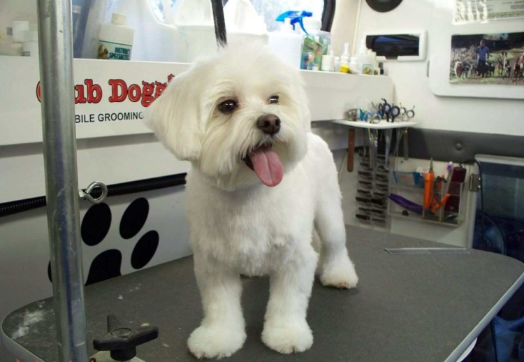 Мальтийская болонка стрижка