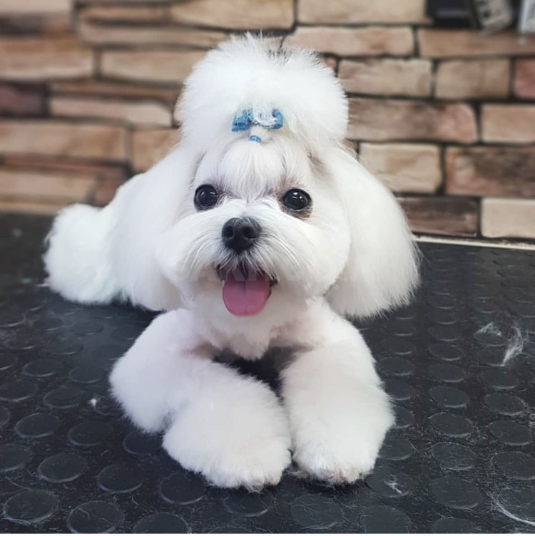 Мальтийская болонка лысая