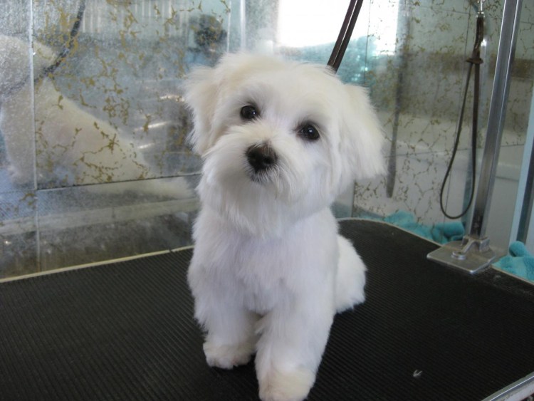 Мальтийская болонка стрижка кавай