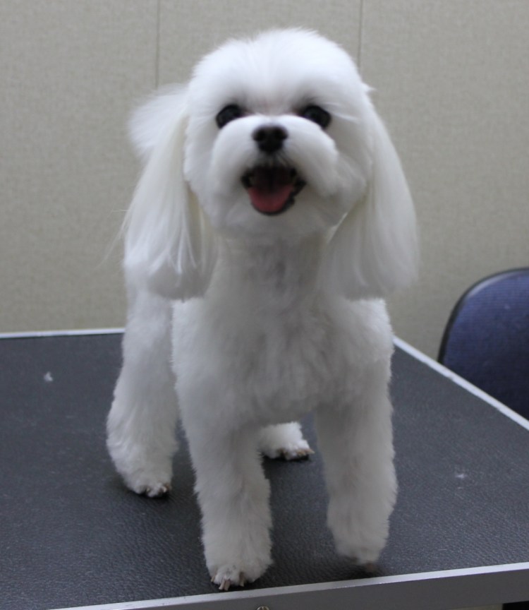 Стрижка мальтезе