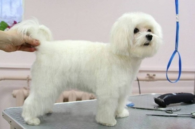 Мальтийская болонка стрижка Медвежонок