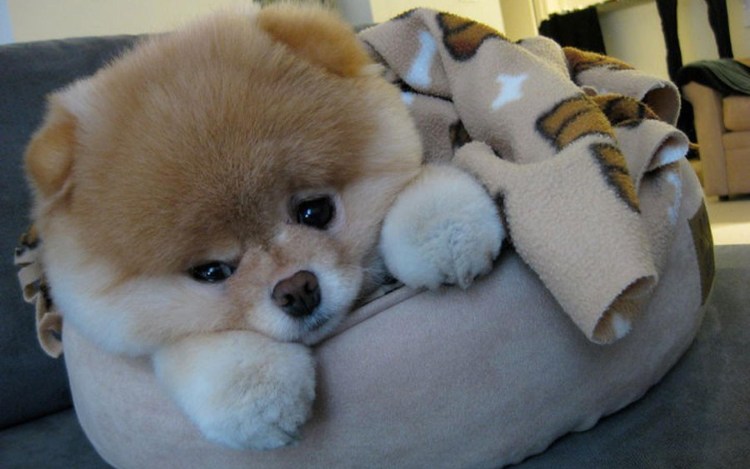 Маленький плюшевый