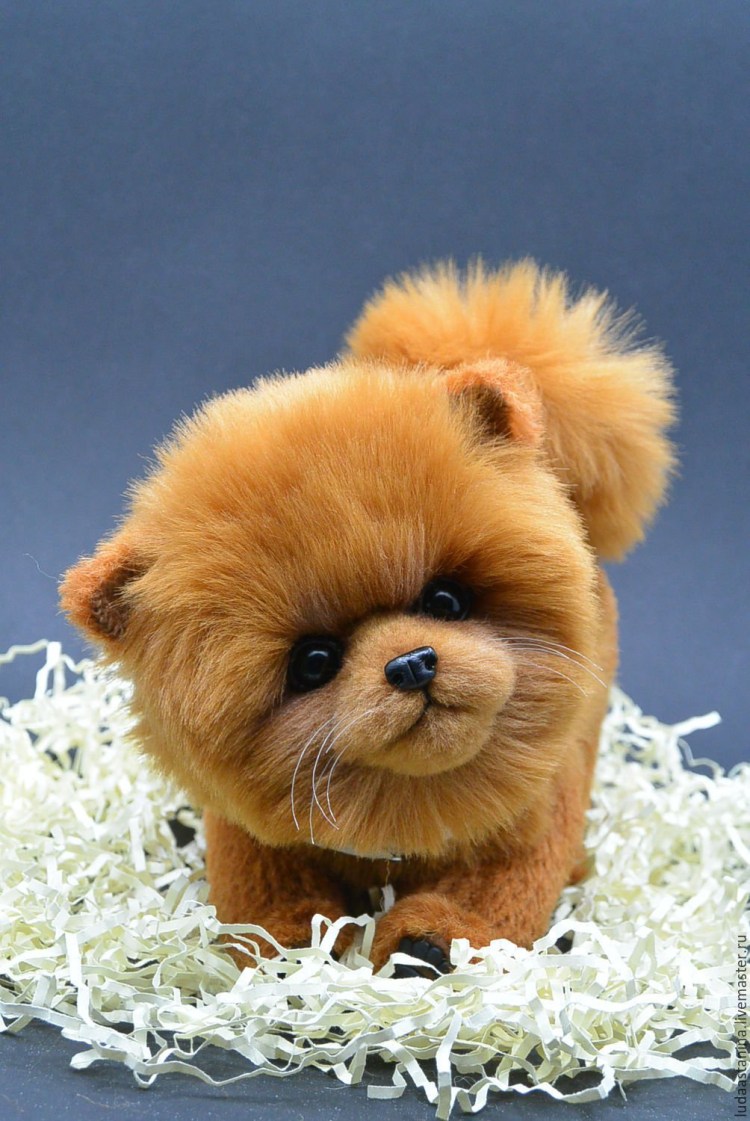 Карликовый шпиц Медвежонок