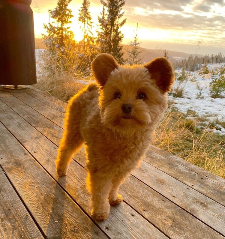 Мохнатая игрушка для собак