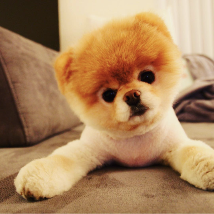 Мини пудель мальтипу