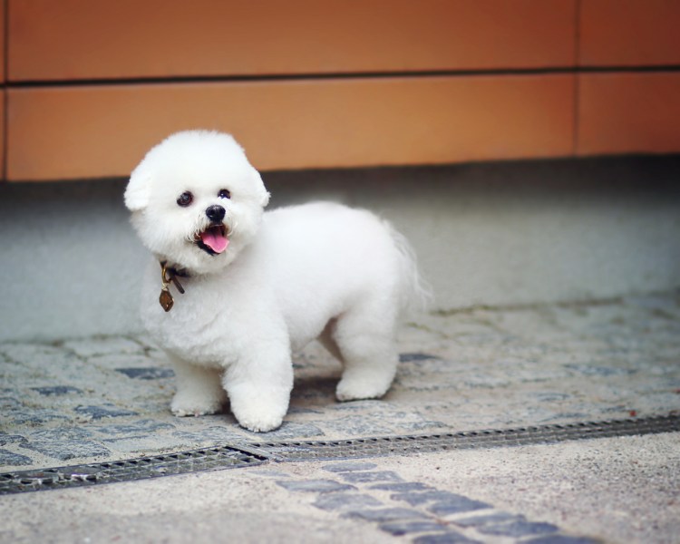 Плюшевые собачки живые порода