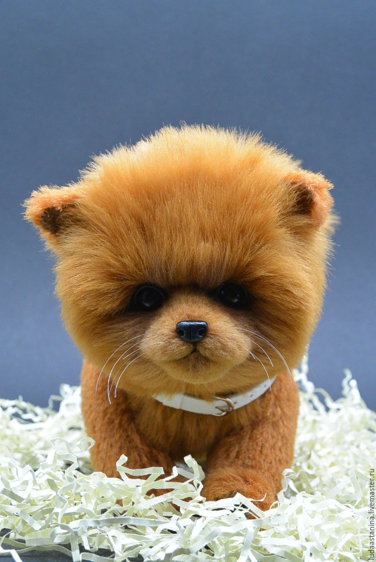 Кукольный померанский шпиц