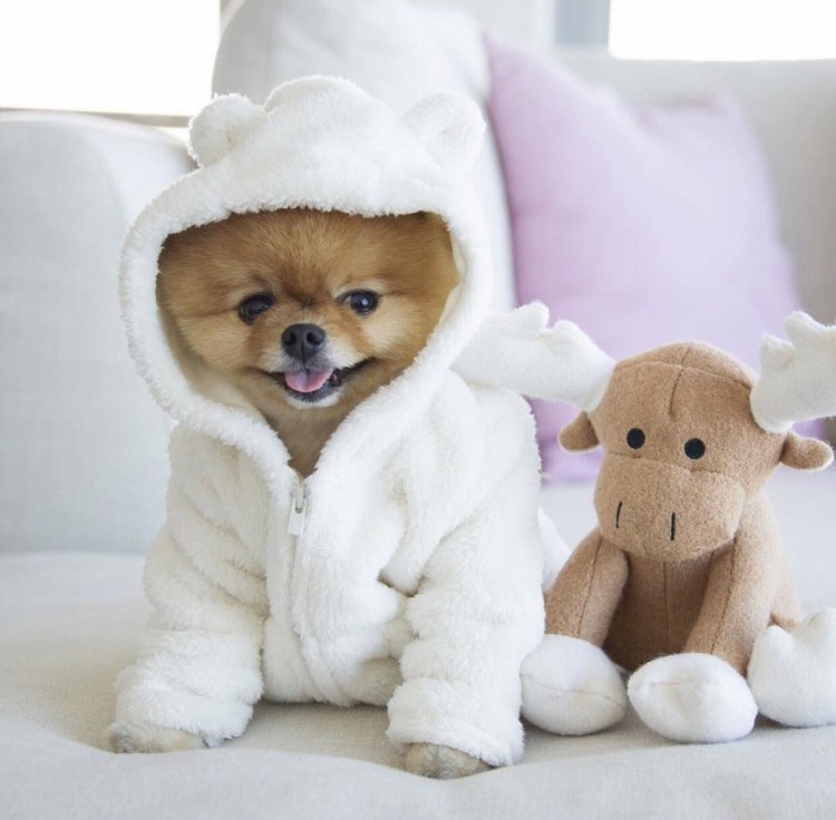 Померанский шпиц jiffpom