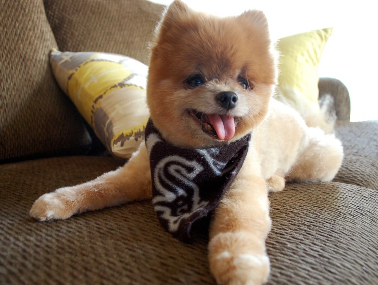 Собачка похожая на игрушку