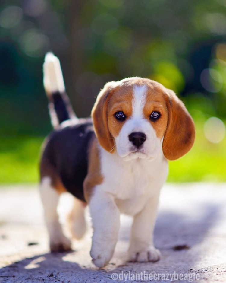 Милые щенки