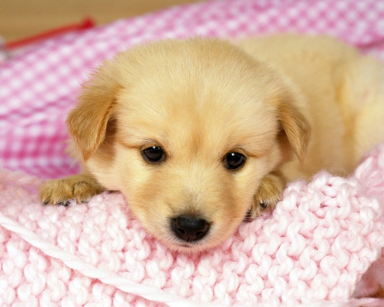 Бигль Папильон