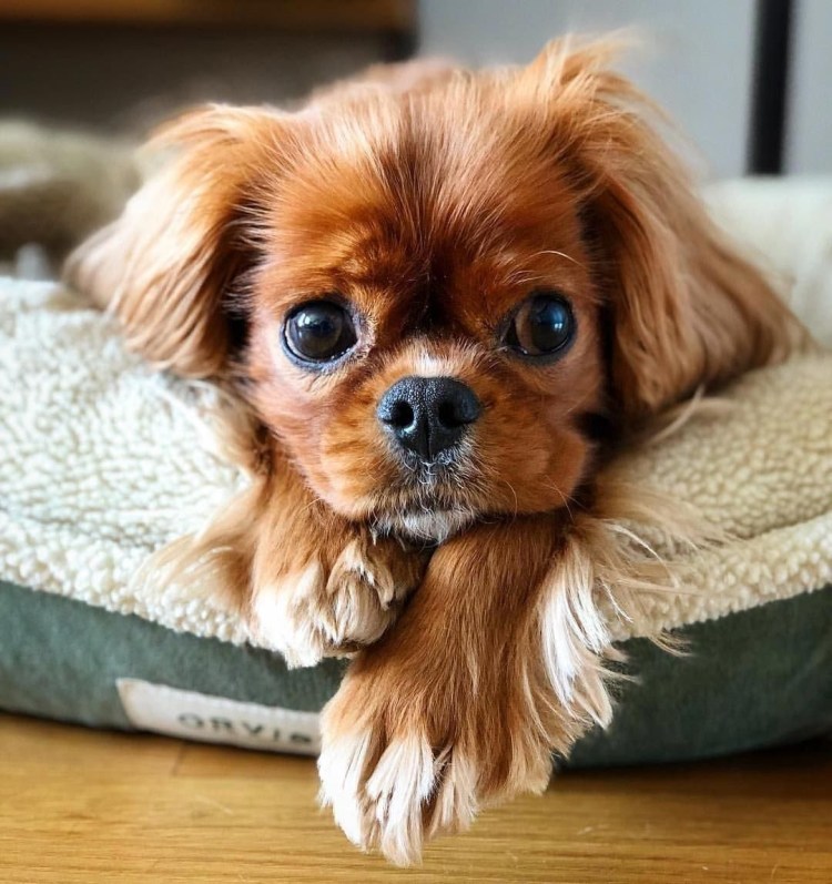 Померанский шпиц jiffpom