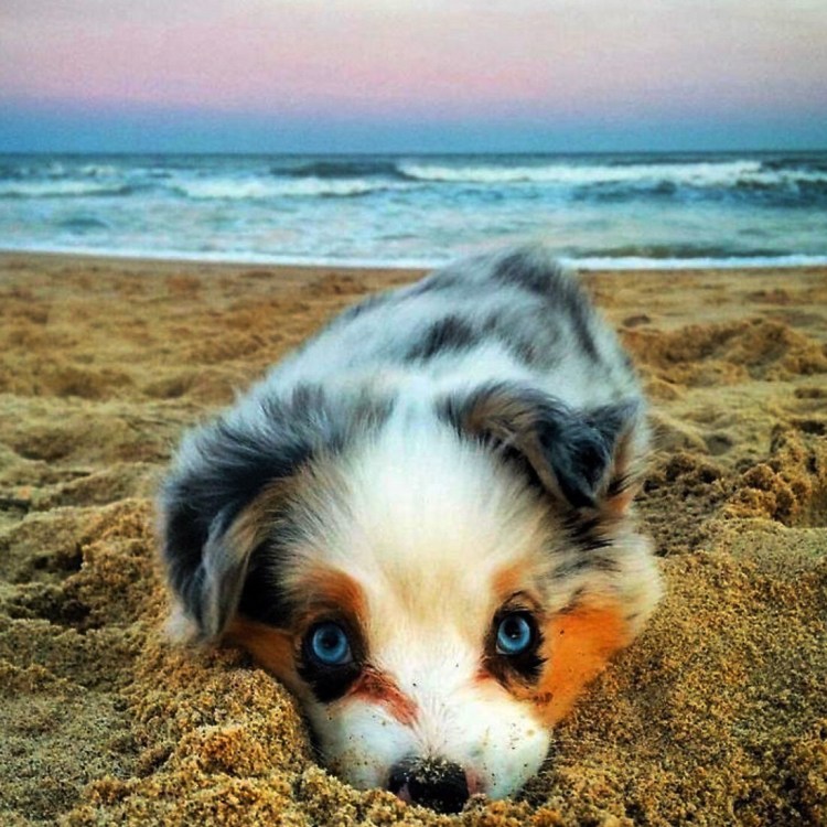 Бишон фризе