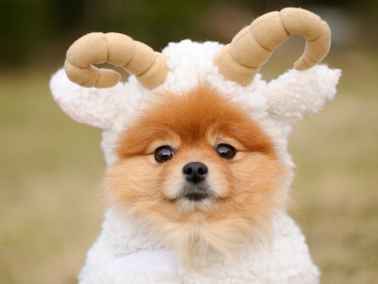 Голден ретривер с голубыми глазами