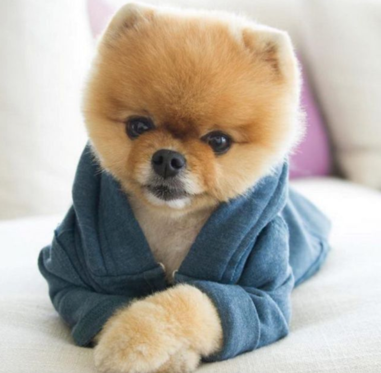 Кавалер-Кинг-Чарльз-спаниель Несса