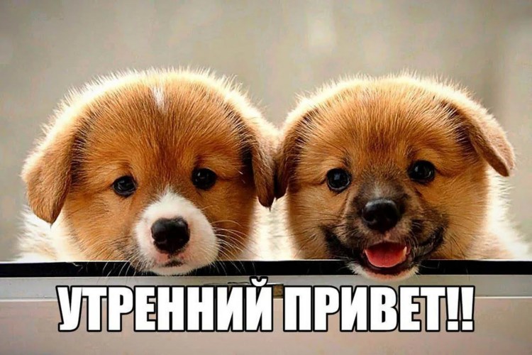 Померанский шпиц БОО