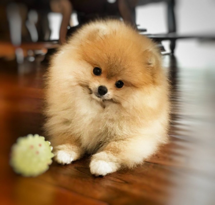 Померанский шпиц jiffpom белый