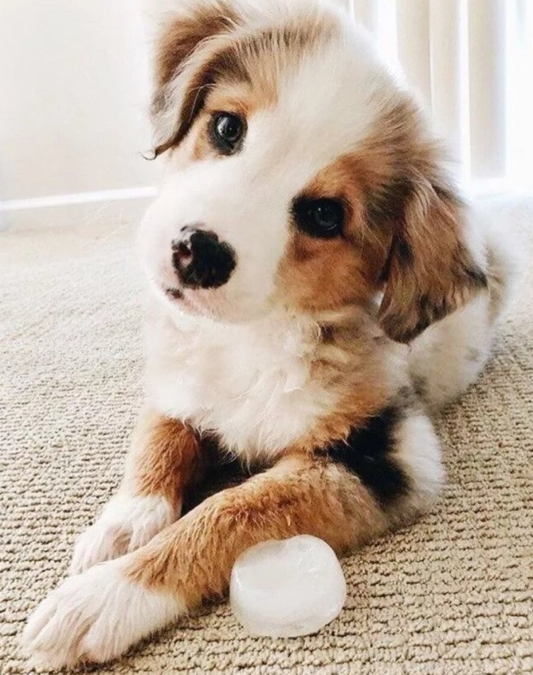 Бигль щенок